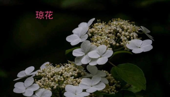 白琼花——优雅高贵之花（白琼花的含义及品种特点）