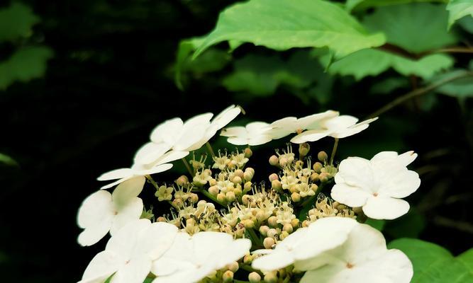 白琼花——优雅高贵之花（白琼花的含义及品种特点）