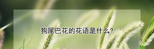 狗尾巴花——生命不息的希望之花（揭秘狗尾巴花花语，传递生命的温馨和希望）