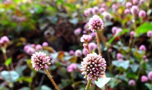 狗尾巴花——生命不息的希望之花（揭秘狗尾巴花花语，传递生命的温馨和希望）