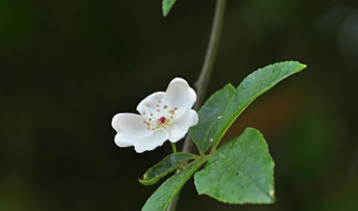 荼糜花的花语（探寻荼糜花所传达的深刻含义）