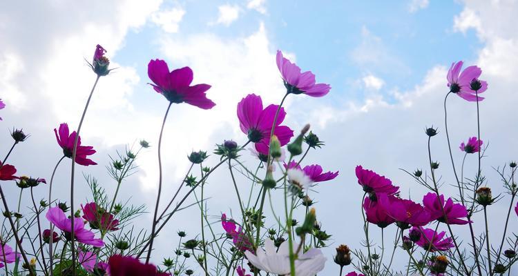 白色波斯菊的花语（探寻“纯洁、清新、真诚”的含义）