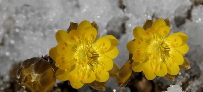 雪莲花的花语（探寻雪山之巅的高贵与纯洁）