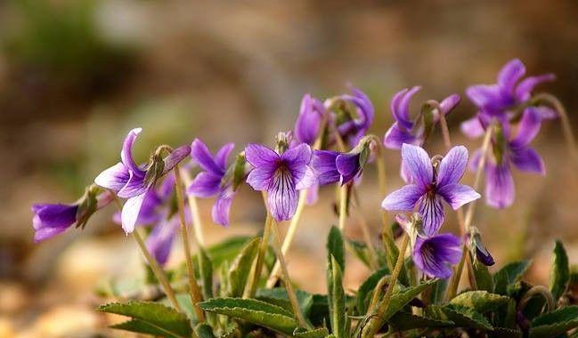 紫花地丁的花语及其寓意（寓意丰富的紫花地丁，传达着什么信息？）