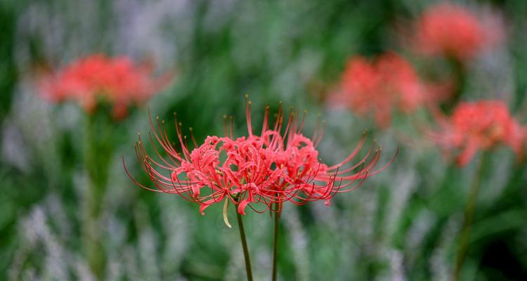 彼岸花的花语和象征意义（揭开彼岸花背后的奥秘）