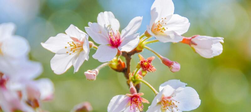 樱花的花语与寓意（樱花的美丽传说与心灵寄托）