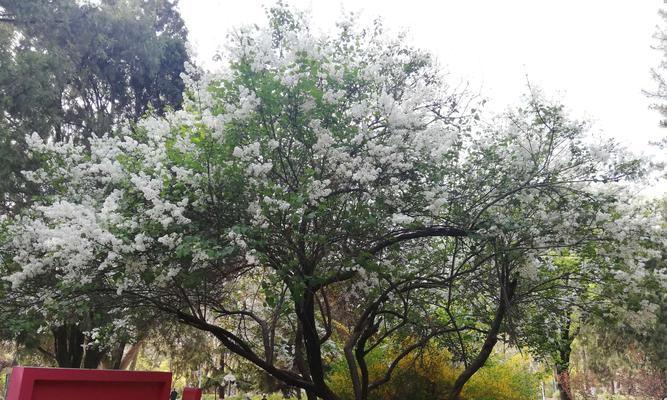 丁香花的花语与象征意义（探寻丁香花蕊背后的情感和寓意）