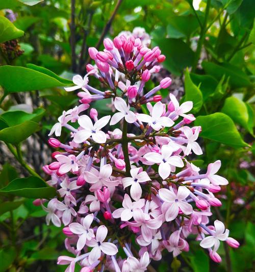 丁香花的花语与象征意义（探寻丁香花蕊背后的情感和寓意）