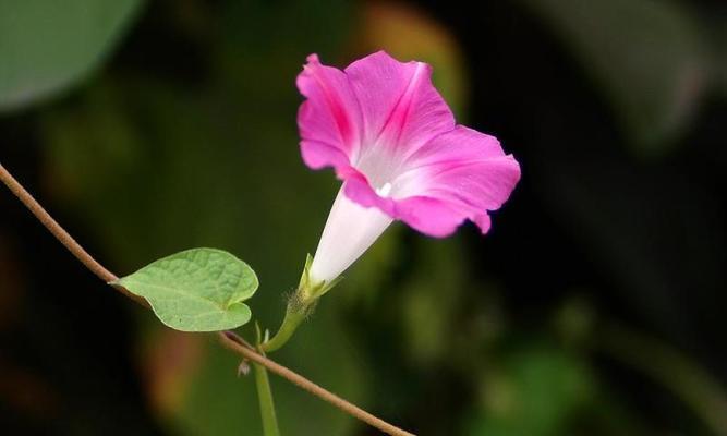 喇叭花的花语（探秘喇叭花传递的情感信息）