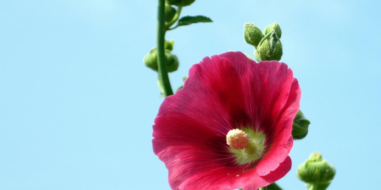 芙蓉花语，传递着爱和美的信息（探寻芙蓉花的神秘魅力和文化内涵）