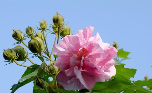 芙蓉花语，传递着爱和美的信息（探寻芙蓉花的神秘魅力和文化内涵）