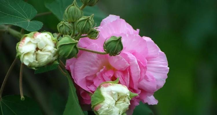 芙蓉花语，传递着爱和美的信息（探寻芙蓉花的神秘魅力和文化内涵）