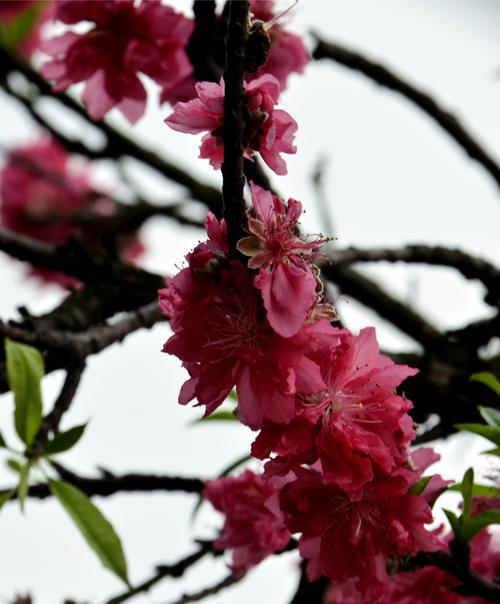 探寻桃花的花语（解读桃花背后的意义）