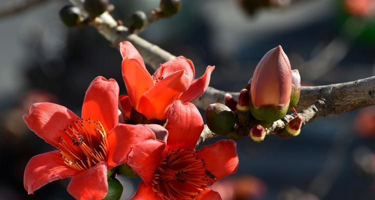 送什么花给什么人？——木棉花的花语与适合送礼对象（了解花语，送出真心与祝福）