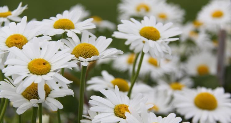 小雏菊的花语与寓意（明朗、纯洁、真诚的小雏菊传递着怎样的情感）