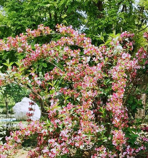 锦带花的文化背景及花语（缀点人生走过的路——浅谈锦带花的文化渊源）