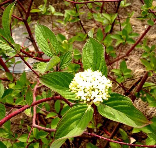 红丁香花语的深刻含义（探究红丁香花的象征意义与文化内涵）