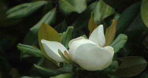 广玉兰花语——繁荣昌盛（探寻广玉兰花所传递的深刻花语，掌握如何将其用于生活与工作中。）