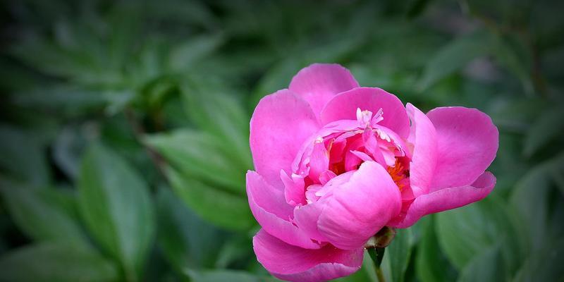 牡丹花语大全（解读牡丹花的8种不同花语）