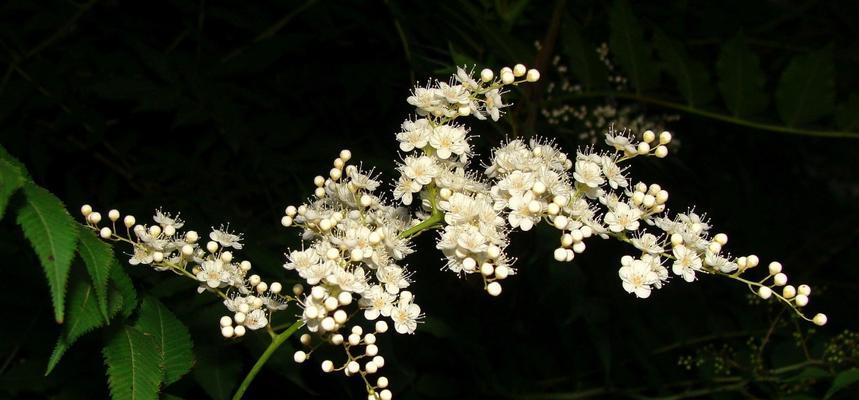 玛格烈菊花语——坚韧不拔的勇气（花开如意，生命坚韧）