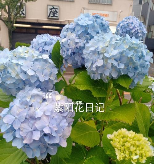 紫阳花花语的真正含义（揭开紫阳花花语的神秘面纱）