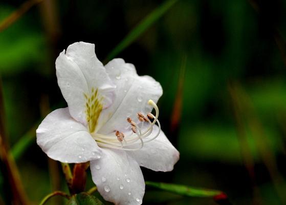 探索杜鹃花品种的世界（了解杜鹃花的种类和特点，选择最适合你的品种）