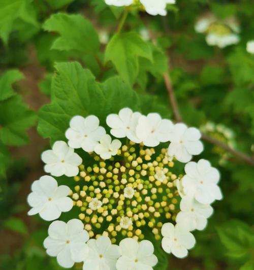 春日花开，色彩斑斓（以樱花、桃花、杜鹃花为主的春季花卉盛开景观）