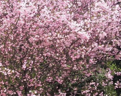 春日花开，色彩斑斓（以樱花、桃花、杜鹃花为主的春季花卉盛开景观）