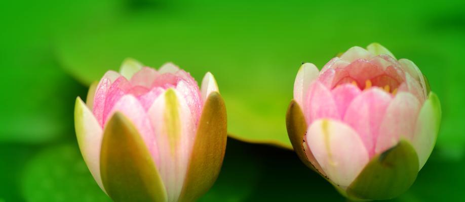 春日花开，色彩斑斓（以樱花、桃花、杜鹃花为主的春季花卉盛开景观）