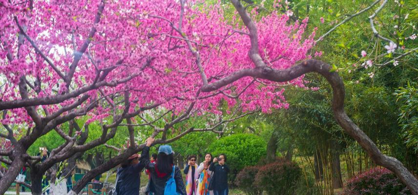 碧桃花期及特点分析（探究碧桃花的美丽与神奇）