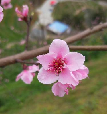 四季盛开，寻觅桃花开放的最佳时间（探寻桃花芬芳四溢、瑰丽绝伦的美丽时刻）