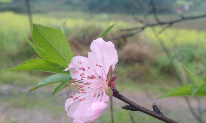 四季盛开，寻觅桃花开放的最佳时间（探寻桃花芬芳四溢、瑰丽绝伦的美丽时刻）