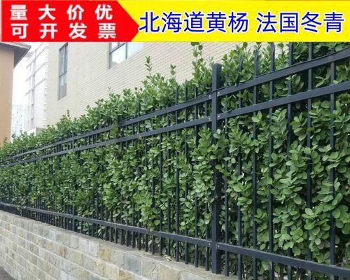 四季常青植物篱笆墙的美妙之处（打造环保、美观、实用的园林护墙）