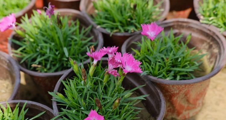 石竹花期浅析（石竹开花时间、花期长短及其生态特点）