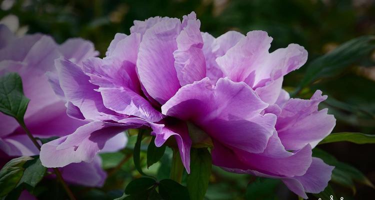 紫色花卉的花语与意义（探索紫色花卉的魅力与神秘）