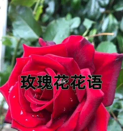 玫瑰花的花语深意（探寻玫瑰花背后的8个含义）