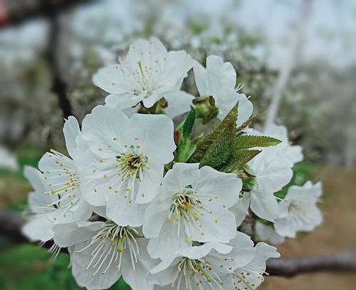 山樱花花语解析（探寻山樱花的意义与象征）