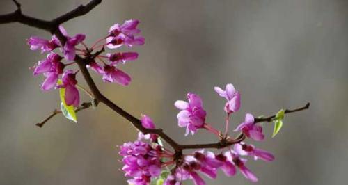 紫荆花花语解读（美丽含义，不同寓意）