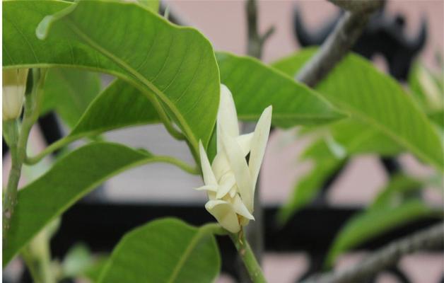 含笑花花语（绽放幸福与喜悦）