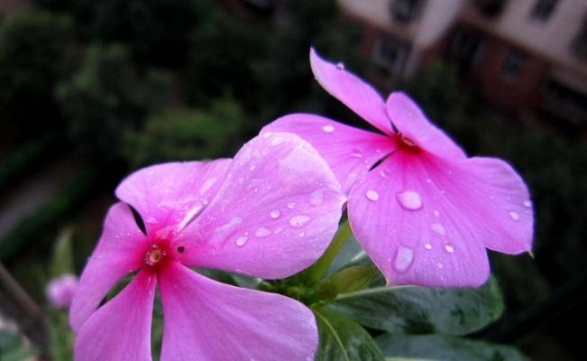 长春花的花语与寓意（探寻长春花的文化内涵）