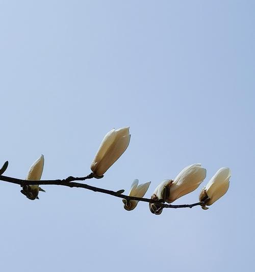 探寻白玉兰花的花语和寓意（以美丽花卉传递情感，白玉兰花的秘密解读）