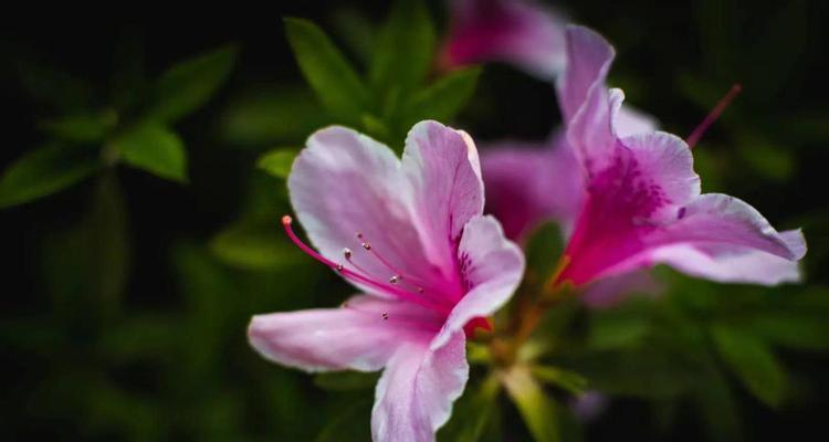 杜鹃花的花语（探寻杜鹃花的寓意与象征）