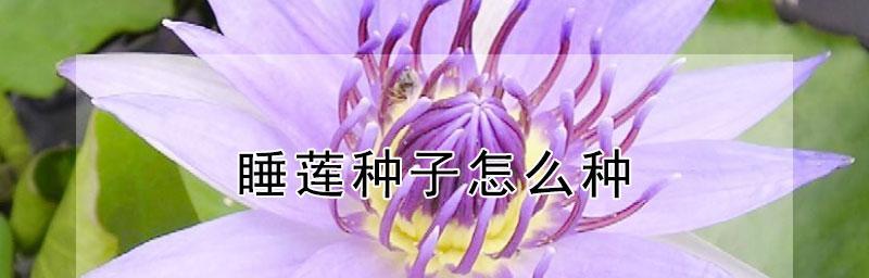 如何让睡莲种子成功发芽（掌握关键技巧，享受美丽花园）