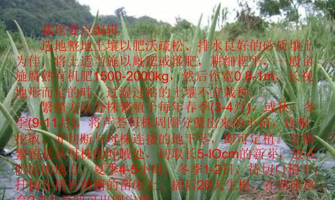 芦荟种植全攻略（手把手教你打造美丽芦荟园）