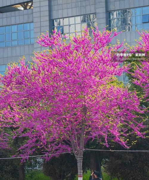 探究常见树种的特点（了解各类树木的形态、生长环境、用途与特点）