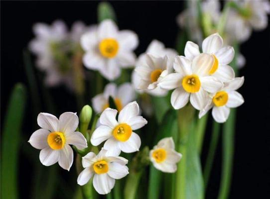 水仙花的象征意义（探究水仙花的花语与文化内涵）