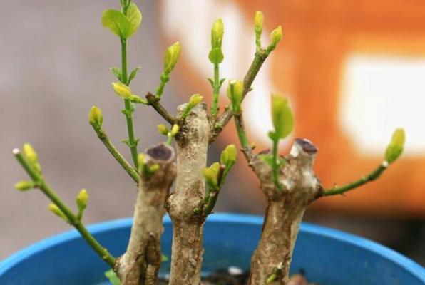 茉莉花的养护秘籍（让你的茉莉花茂盛生长，芬芳四溢）