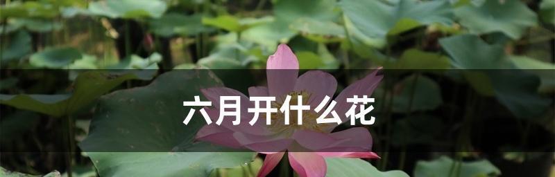 六月最具代表性的花（揭秘六月花海中最美的花朵）