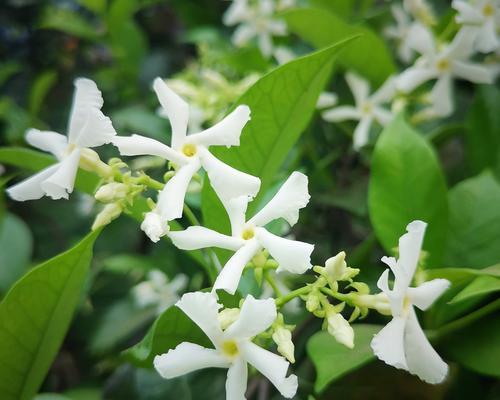 四季常青的爬藤花（探寻能在一年四季都开花的爬藤花品种）