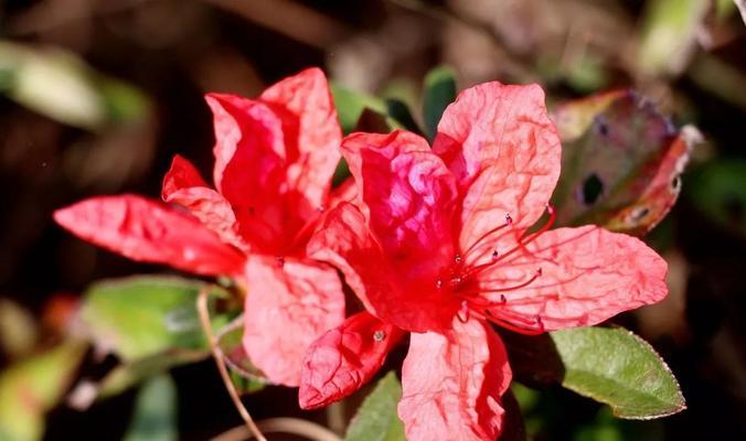 四季映红，杜鹃花怎么开？（春夏秋冬都有它的花期，了解杜鹃花开花季节）